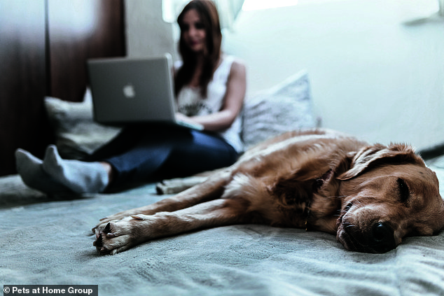 Family friend: Pets at Home has been a major beneficiary from the Covid-19 pandemic as more Britons have sought canine and feline companions to keep them company