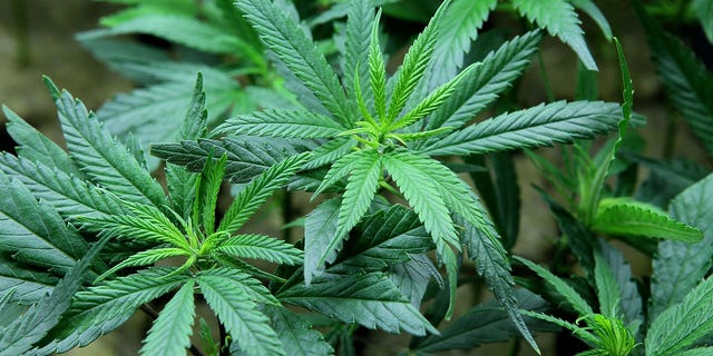 Marijuana refers to the dried flowers, leaves, stems, and seeds of the cannabis plant.