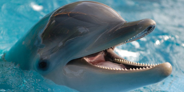 Dolphins were observed rubbing against specific corals.