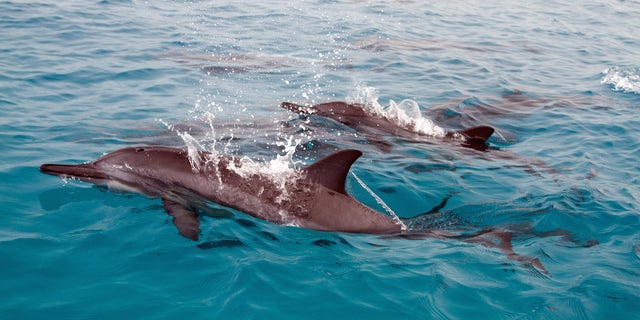 Spinner dolphins swim in a pod.