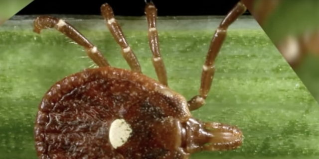 A close up image of the lone star tick. A good way to prevent tick bites is to wear light colored long sleeves and tuck your pants into your socks when  outdoors in tall grass, wear insect repellant, and to examine your skin for ticks when going inside. (Screenshot: Youtube/FOX 13 Seattle)