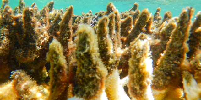 This photo supplied by the Great Barrier Reef Marine Park Authority (GBRMPA) shows diseased corals at a reef in the Cairns/Cooktown on the Great Barrier Reef in Australia.